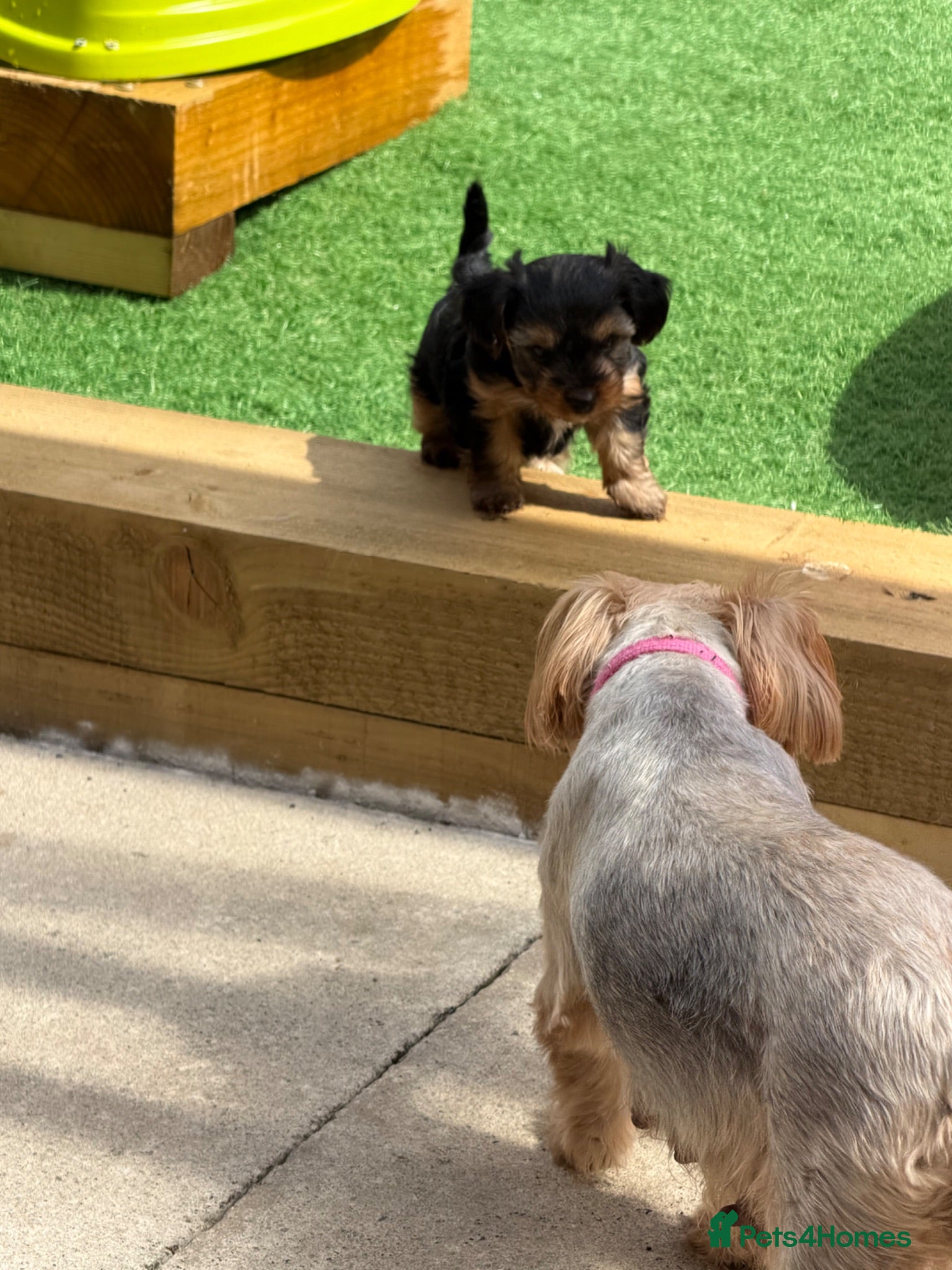 Yorkshire Terrier dogs Yorkshire Terrier  - Advert 2