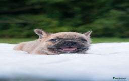 French Bulldog dogs for sale: Rare French bulldogs - Image 5