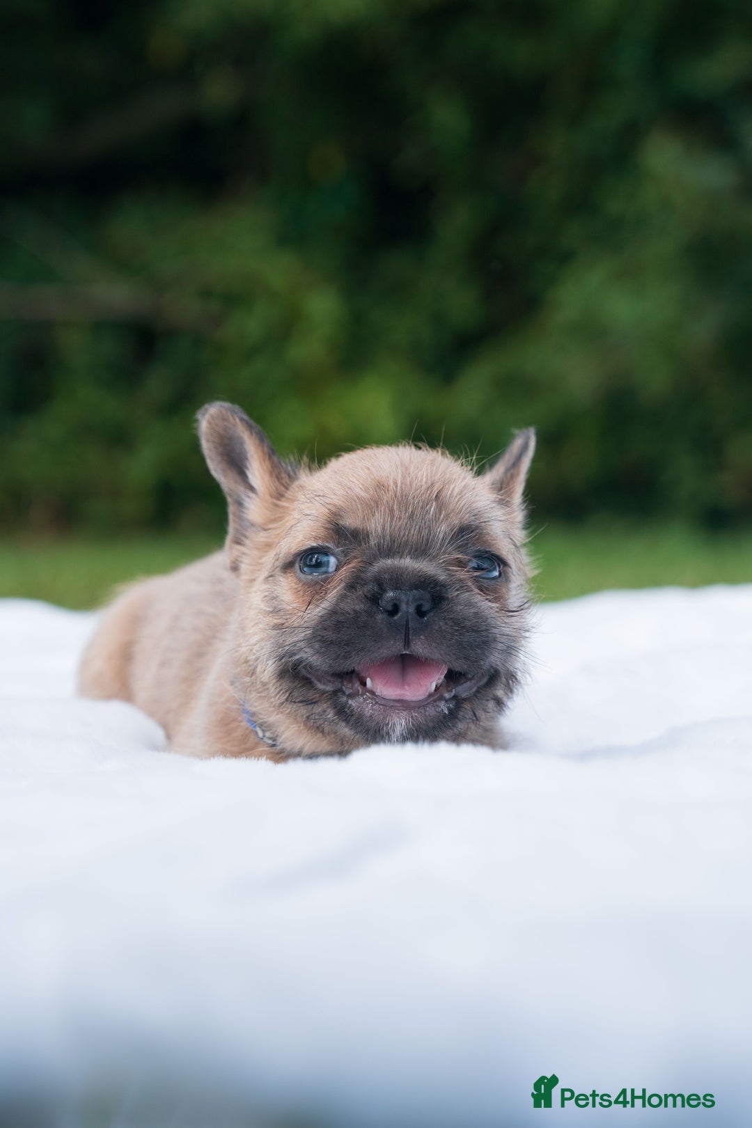 French Bulldog dogs for sale: Rare French bulldogs - Image 5