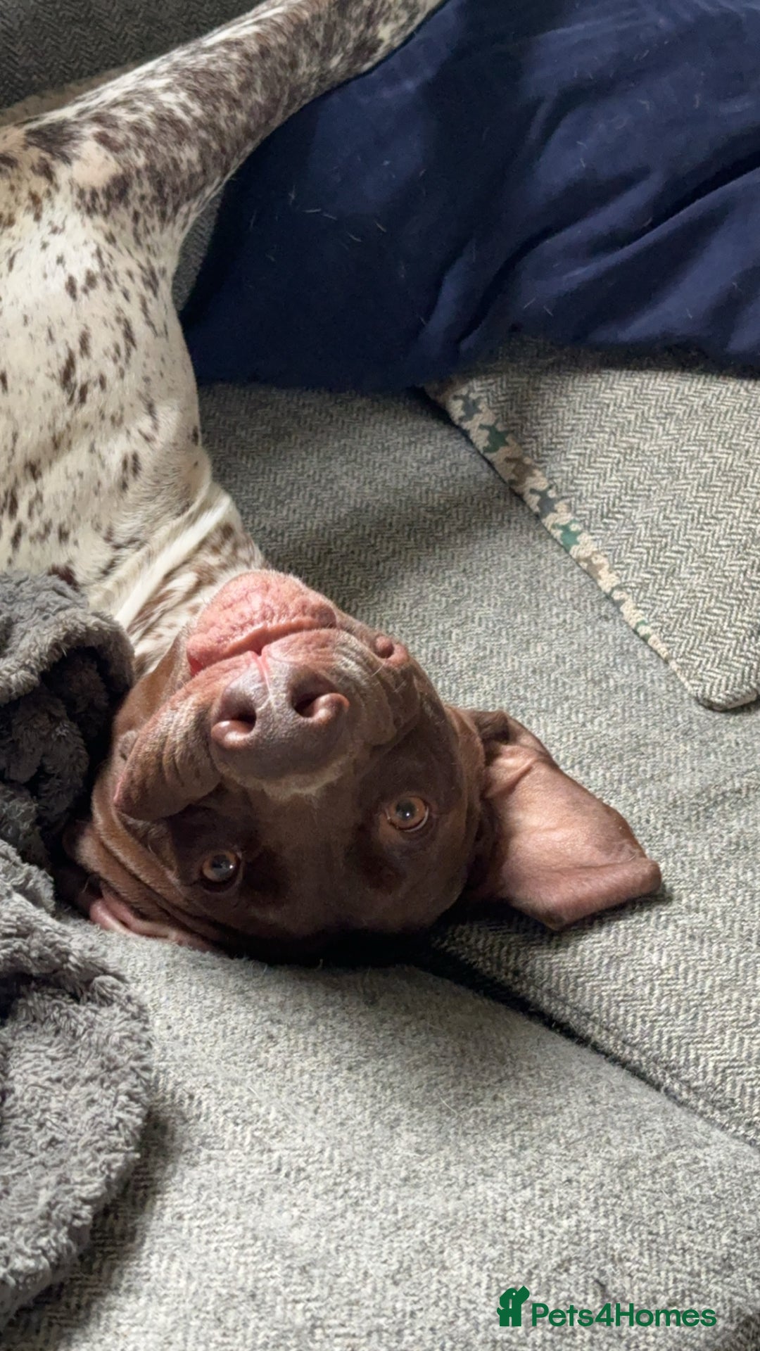 German Shorthaired Pointer dogs for stud: KC GSP Stud – Stunning, Strong, Smart - Image 5