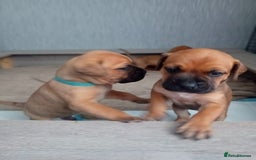 Mixed Breed dogs for sale: Bullmastiff X Puppies - Image 29