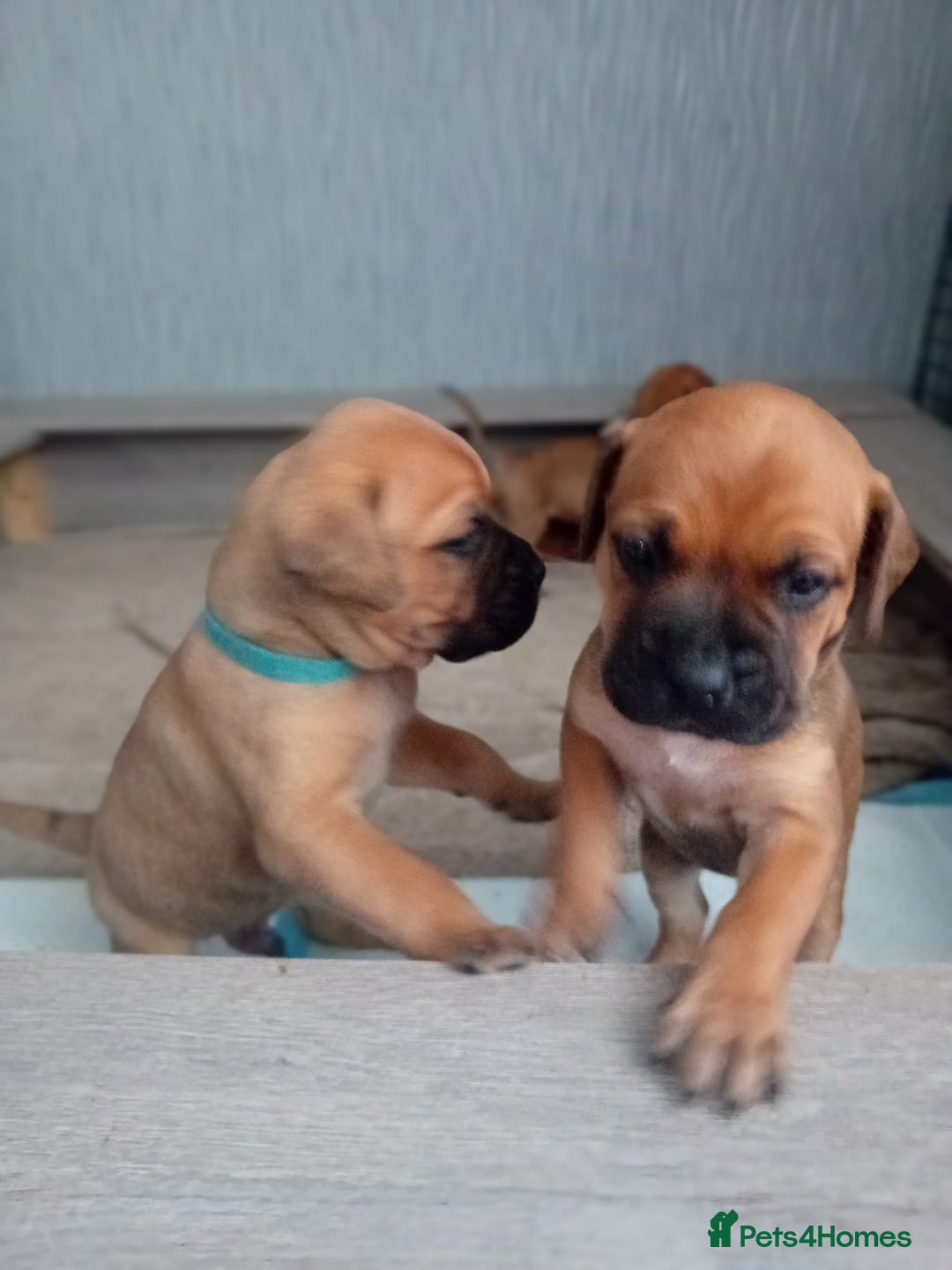 Mixed Breed dogs for sale: Bullmastiff X Puppies - Image 29