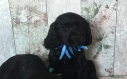 Cocker Spaniel dogs for sale: Well socialised Pedigree Cocker pups - Image 22