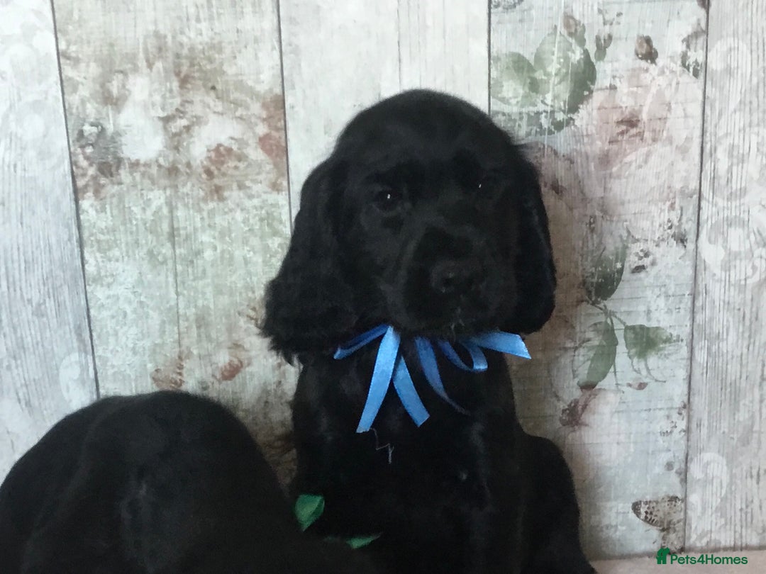 Cocker Spaniel dogs for sale: Well socialised Pedigree Cocker pups - Image 22