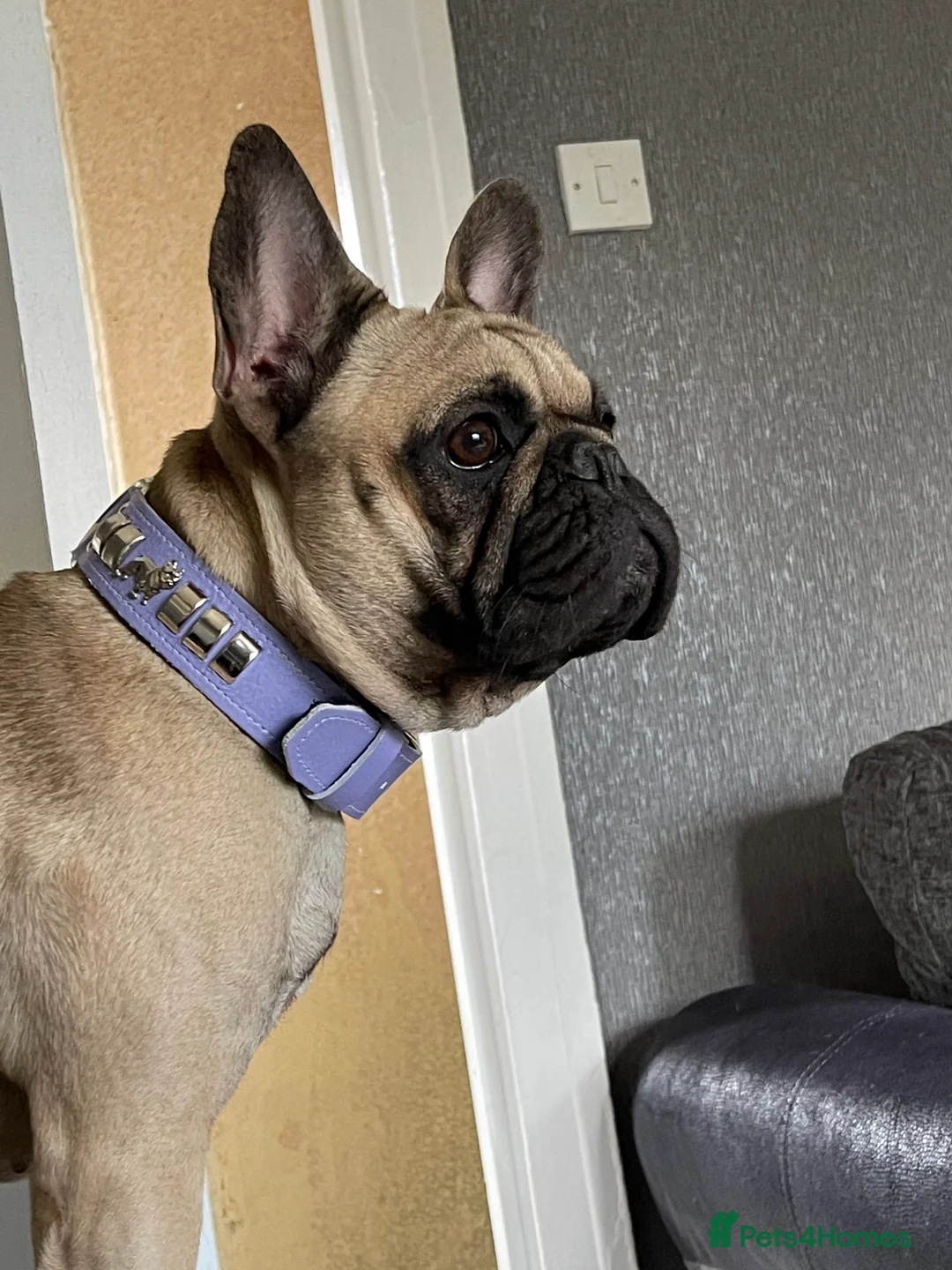 French Bulldog dogs for sale: French bulldog puppy  - Advert 2