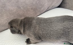 French Bulldog dogs for sale: French bulldogs puppy’s for sale - Advert 15