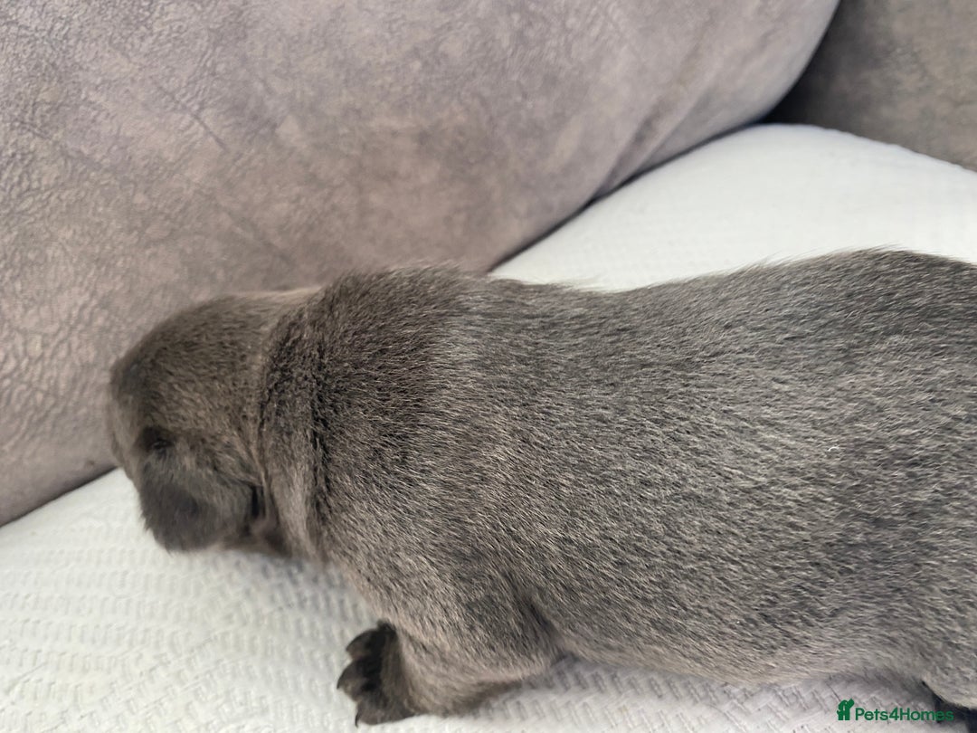 French Bulldog dogs for sale: French bulldogs puppy’s for sale - Advert 15