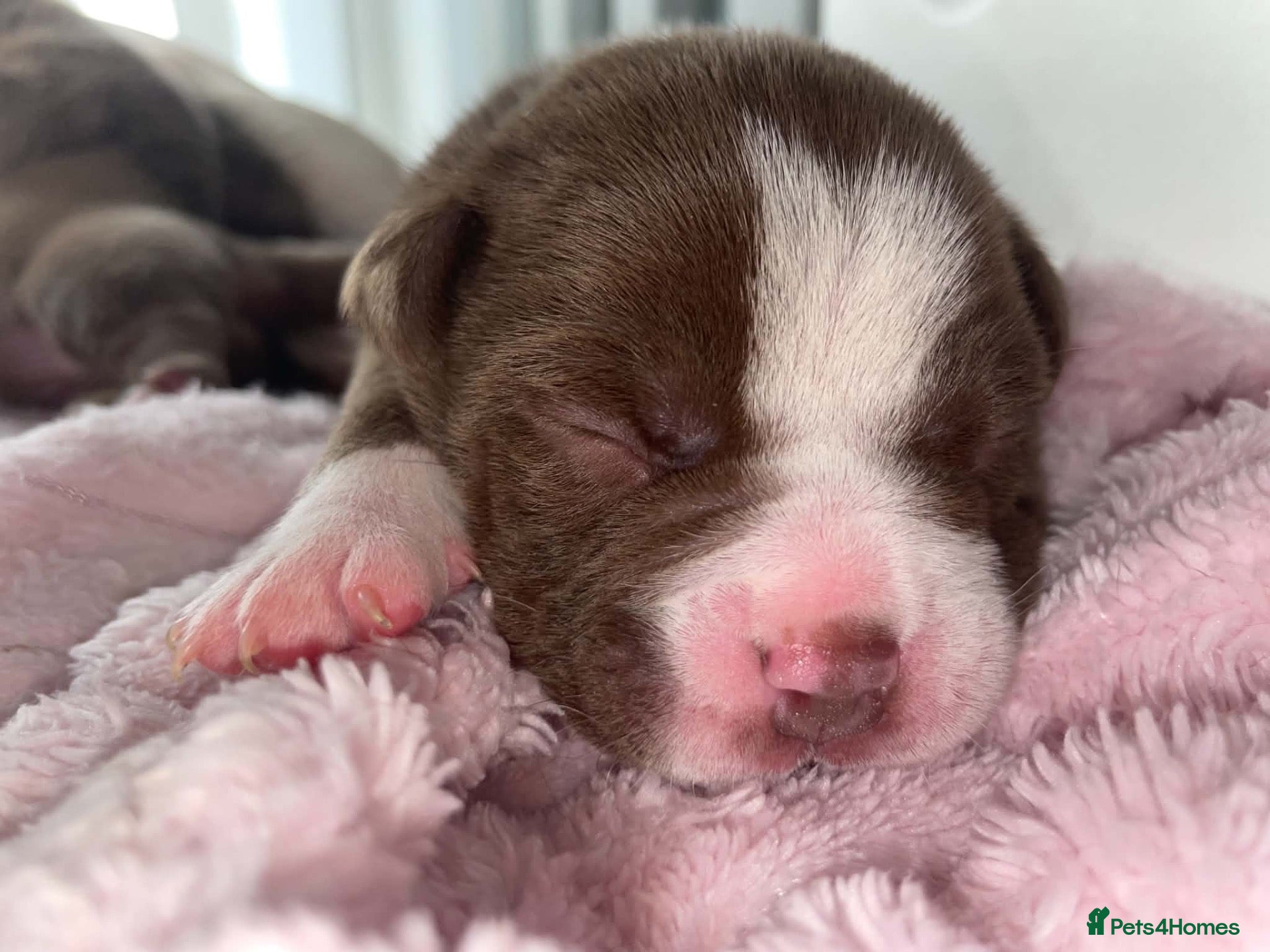 American Bully dogs 4 ABKC unreal pocket/micro bully’s - Advert 1