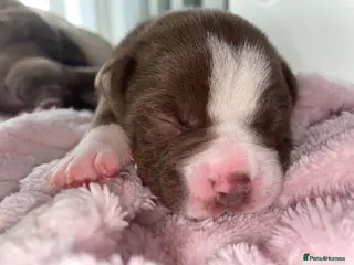 American Bully dogs 4 ABKC unreal pocket/micro bully’s - Advert 1
