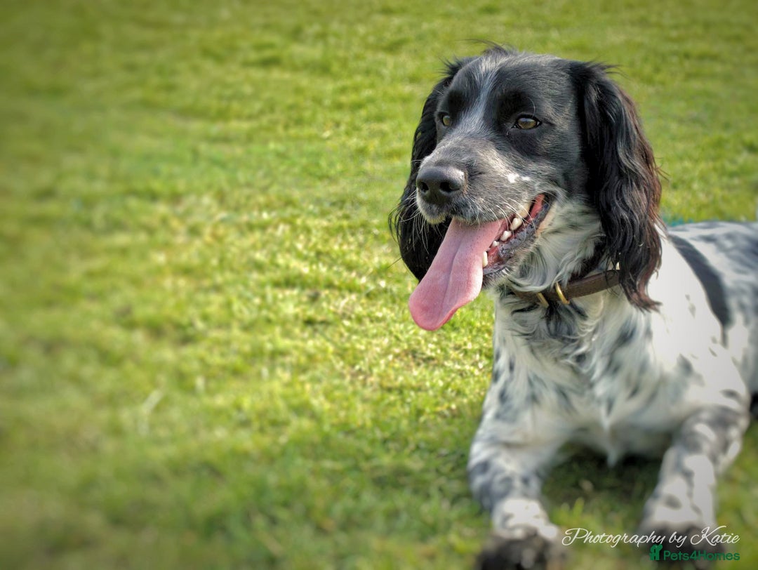 Cocker Spaniel dogs for stud: Beautiful blue roan cocker spaniel for STUD! - Image 1