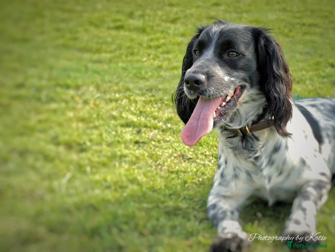 Cocker Spaniel dogs for stud: Beautiful blue roan cocker spaniel for STUD! - Advert 1