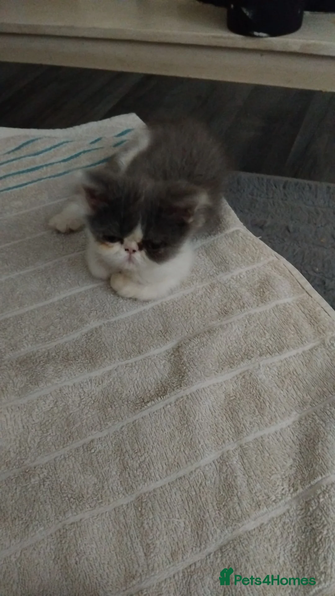 Persian cats for sale: Female perian kitten - Advert 1