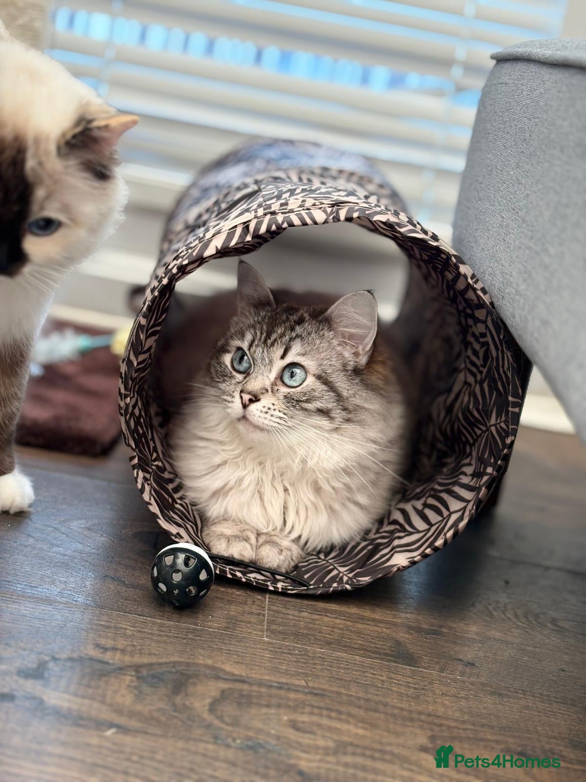 Ragdoll cats Ragdoll Queens Available - Advert 1
