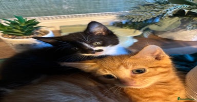 Mixed Breed cats - Advert 14