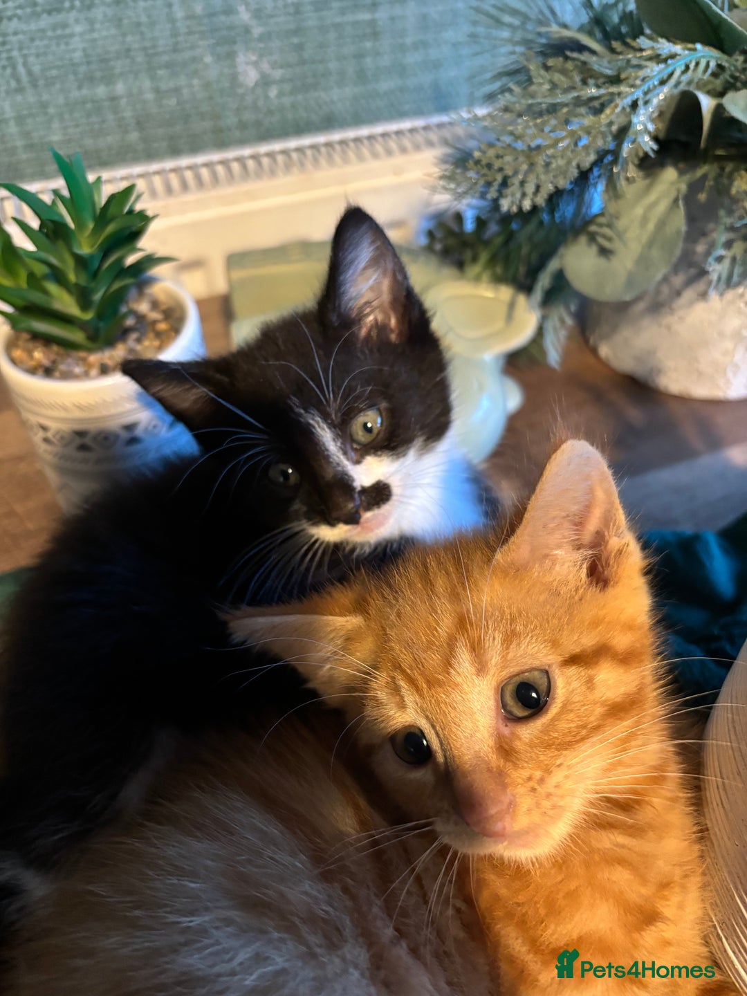 Mixed Breed cats for sale: Adorable kitten - Image 4