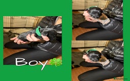 Mixed Breed dogs for sale: Jackapoo Puppies - Advert 13