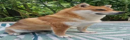 Japanese Shiba Inu dogs for sale: I am looking for a new home, Japanese Shiba Inu  - Advert 4