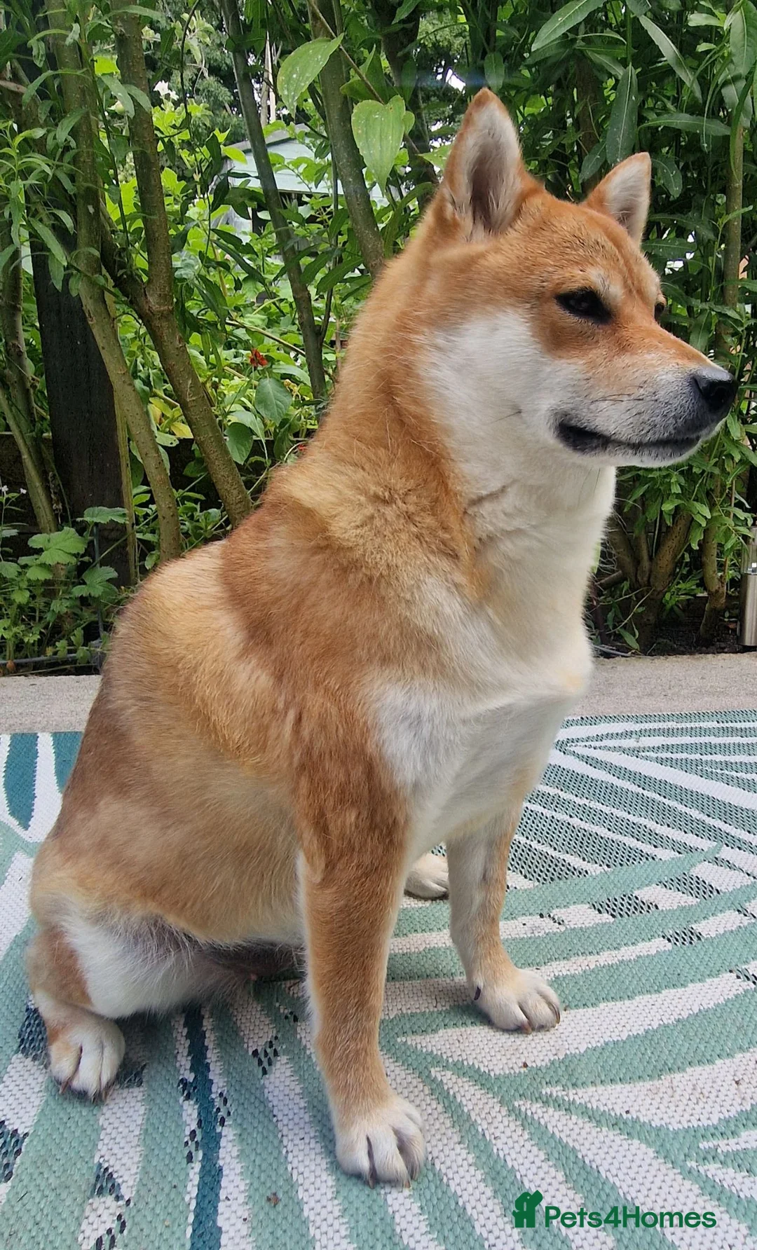 Japanese Shiba Inu dogs for sale: I am looking for a new home, Japanese Shiba Inu  - Advert 4