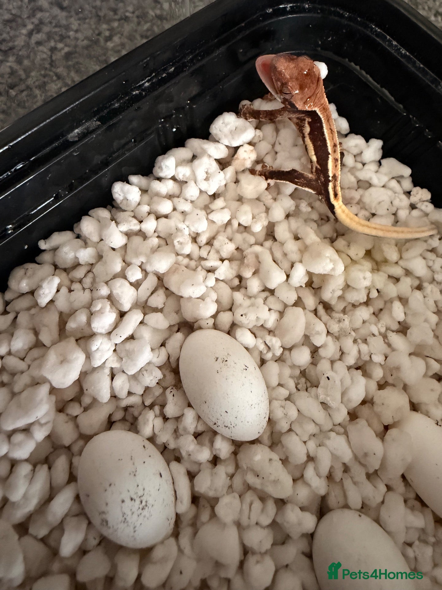 Gecko reptiles Baby crested geckos 🦎 last one available  - Advert 5