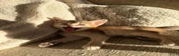 Abyssinian cats for sale: *2 girls left* GCCF - Silver Abyssinian kittens - Advert 2