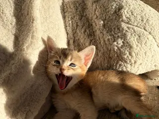 Abyssinian cats *2 girls left* GCCF - Silver Abyssinian kittens - Advert 6