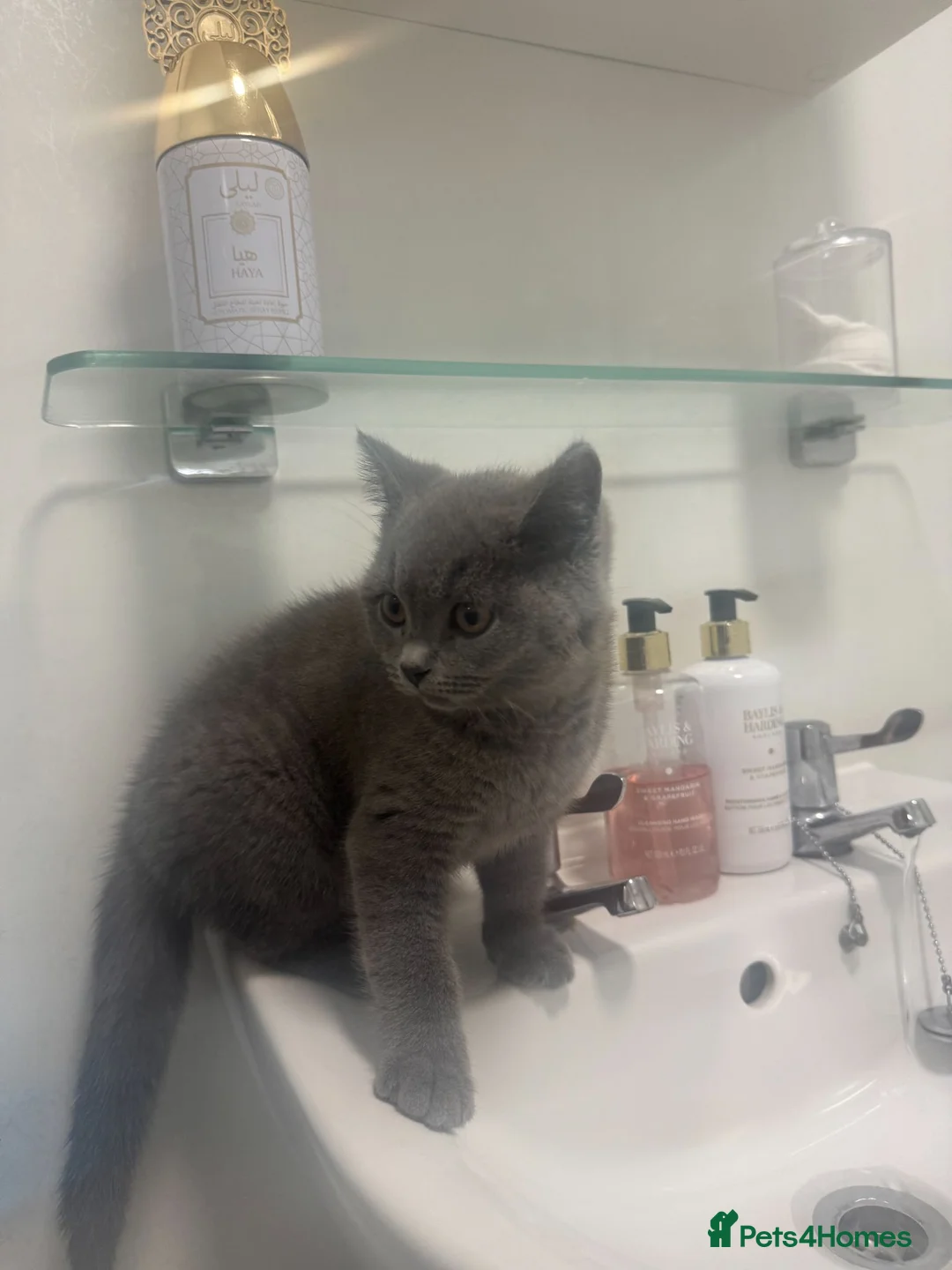 British Shorthair cats for sale: Beautiful Blue British Shorthair Boy – 7 Months in Bilston - Advert 7