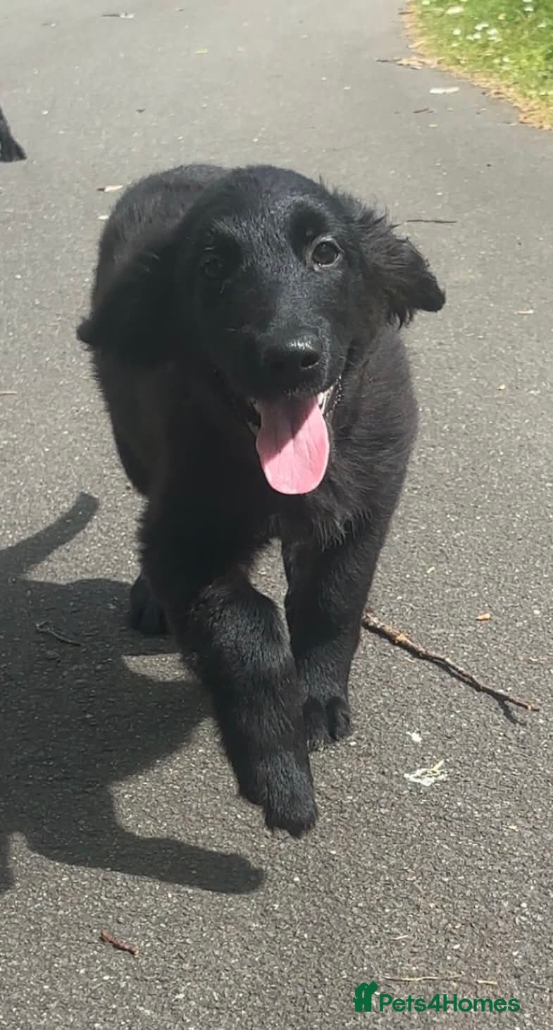 Mixed Breed dogs Golden Retriever x Collie Puppies - Ready to leave - Advert 10