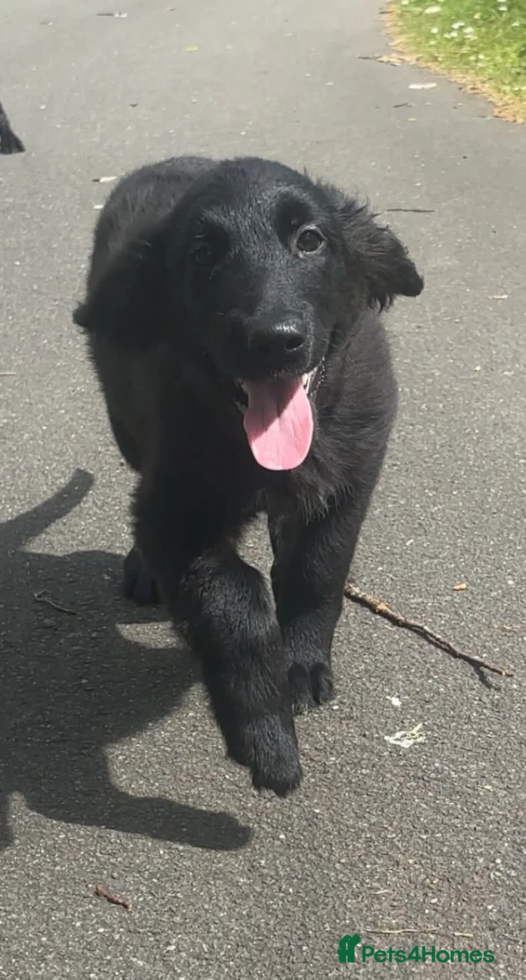 Mixed Breed dogs for sale: Golden Retriever x Collie Puppies - Ready to leave - Advert 1