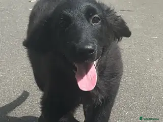 Mixed Breed dogs Golden Retriever x Collie Puppies - Ready to leave - Advert 15