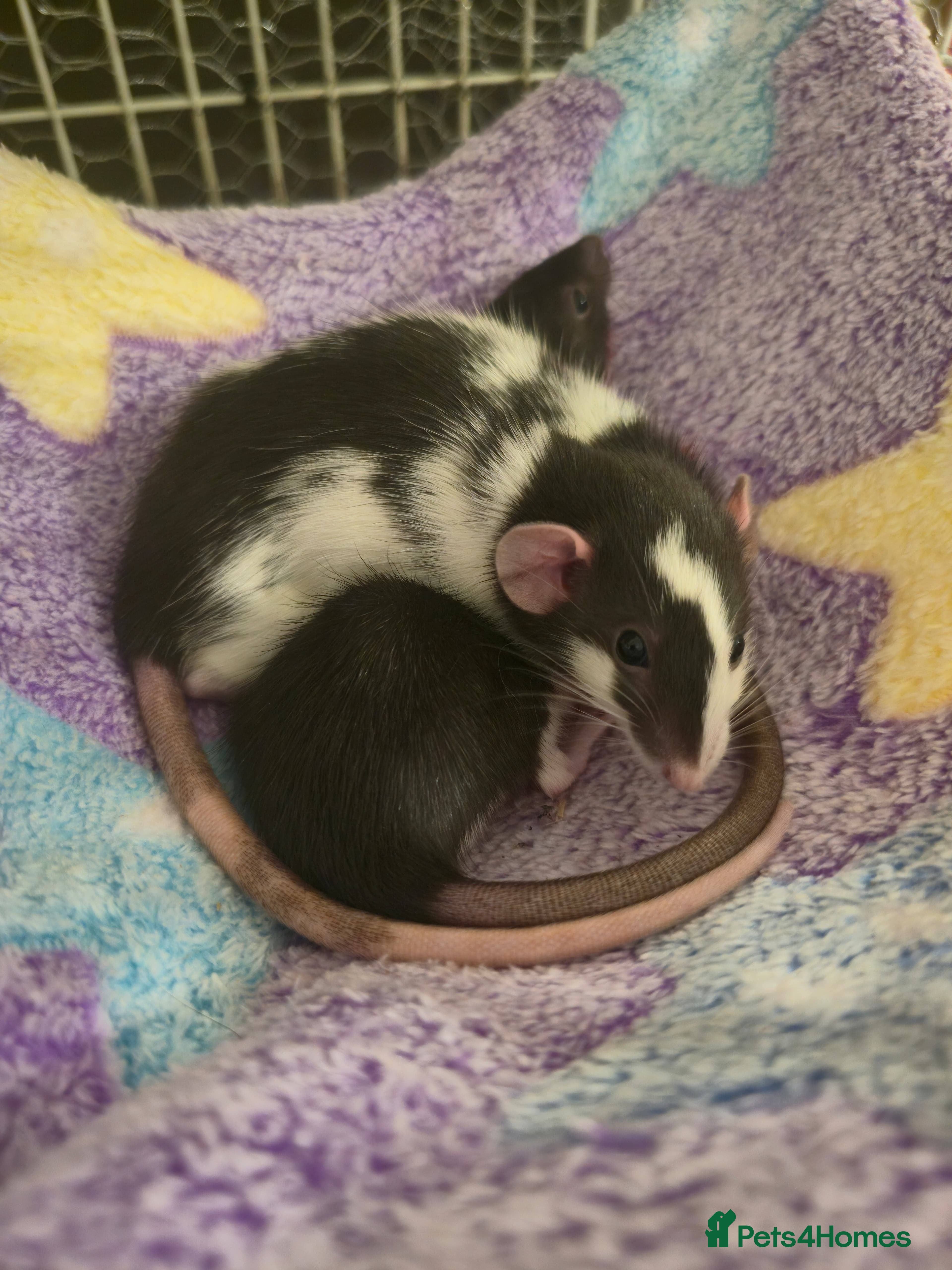 Rat rodents Desperate to rehome 2 beautiful female rats  - Advert 2