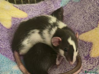 Rat rodents Desperate to rehome 2 beautiful female rats - Advert 1