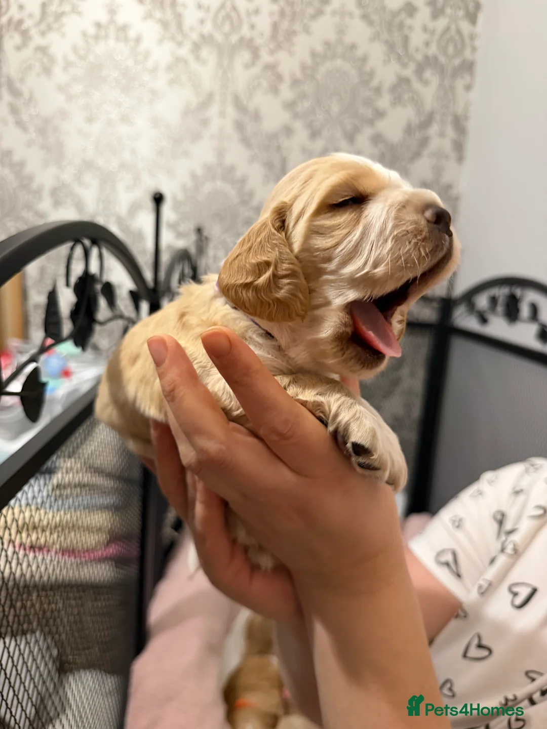 Cocker Spaniel dogs for sale: Beautiful working cocker spaniel puppies for sale - Advert 38