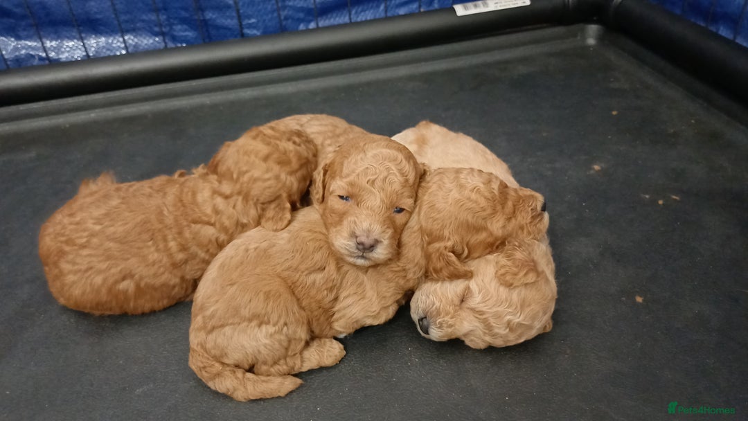 Toy Poodle dogs for sale: Charming Toy Poodle Puppies - Image 27