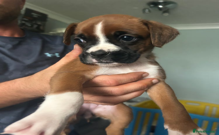 Boxer dogs - Advert 6