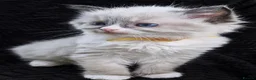 Ragdoll cats for sale: Sweet Ragdoll Kittens Looking for Loving Families  - Advert 16
