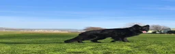 German Shepherd dogs for sale: German Shepherd Long Hair Black Litter  - Advert 11