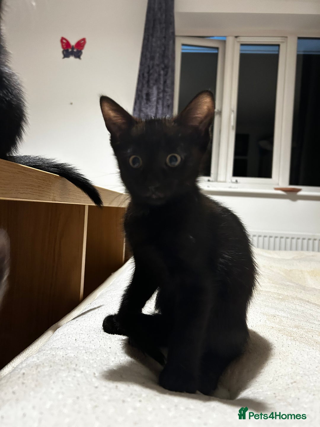 British Shorthair cats for sale: Mother of 2 Kittens Available to buy - Advert 17