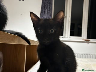 British Shorthair cats Mother of 2 Kittens + Extra Cat, Available to buy - Advert 3