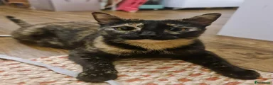 Domestic Shorthair 1