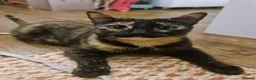 Domestic Shorthair cats for sale: Sweet and Dopey Girl Pidge Seeking Loving Home - Advert 2