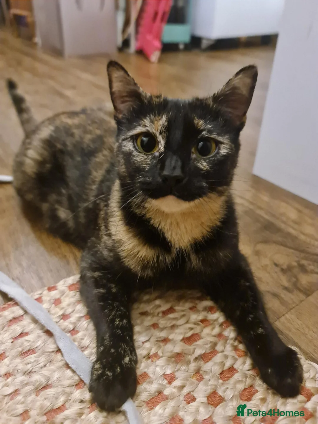 Domestic Shorthair cats for sale: Sweet and Dopey Girl Pidge Seeking Loving Home - Advert 2