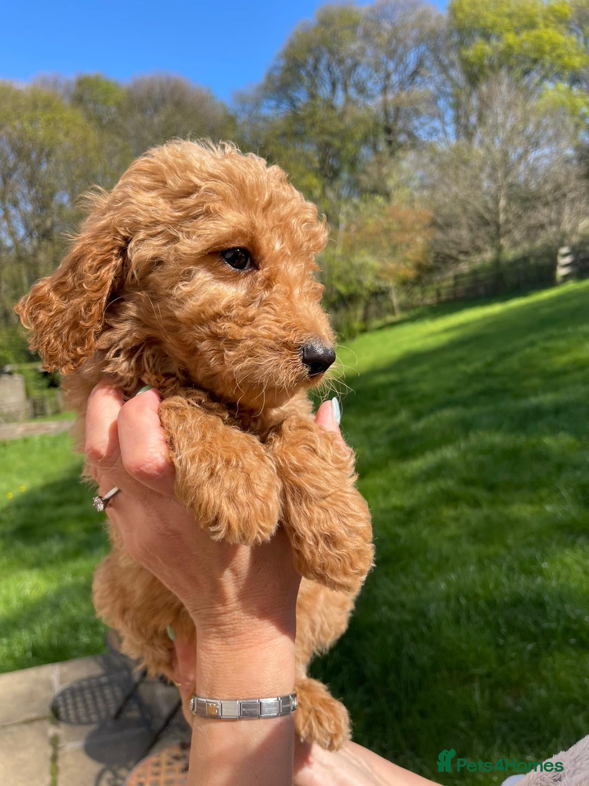 Irish Doodle dogs F1B Stunning Irish doodles - Advert 1