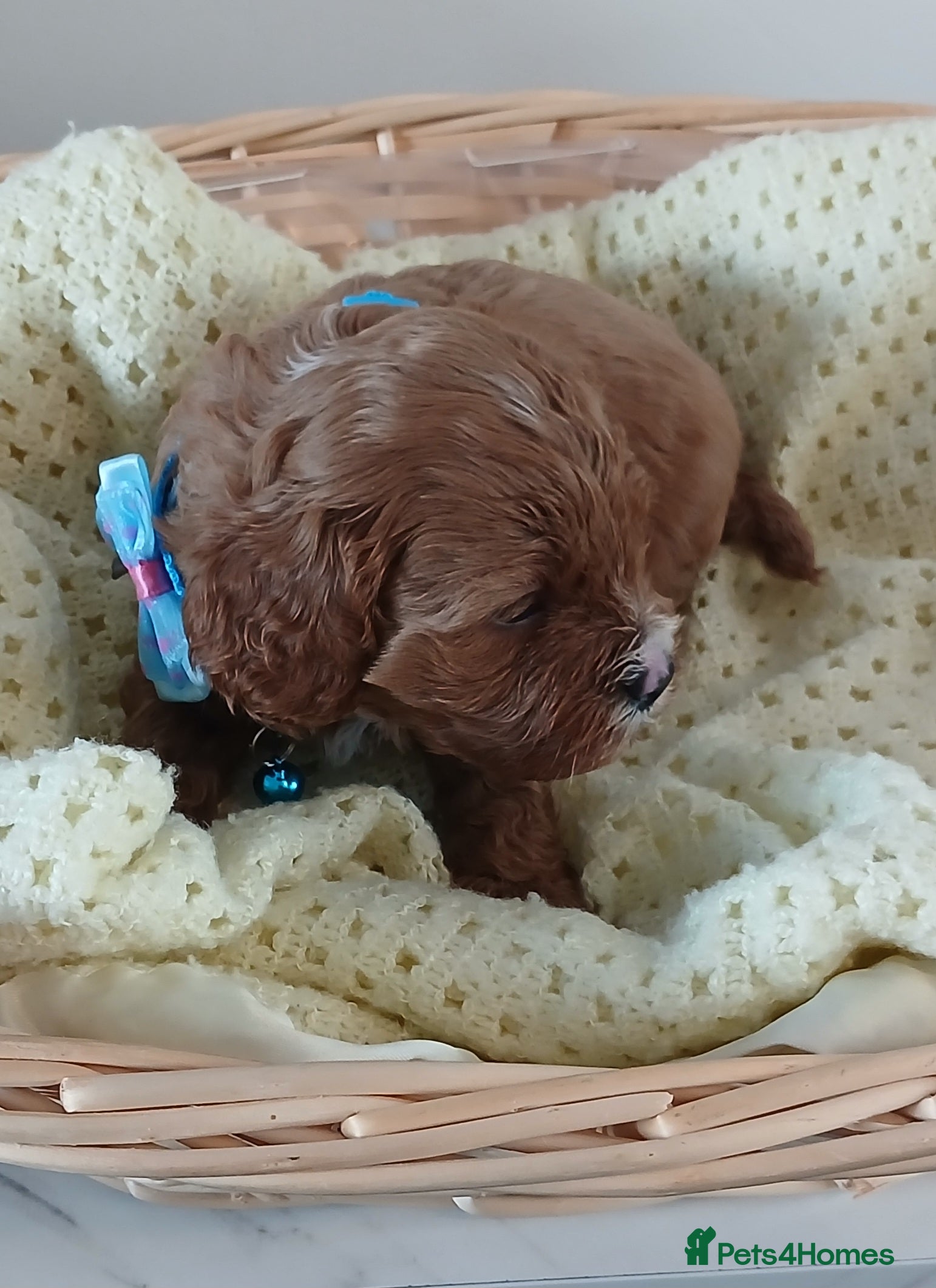 Cavapoo dogs F1 CAVAPOO PUPPIES  - Advert 2