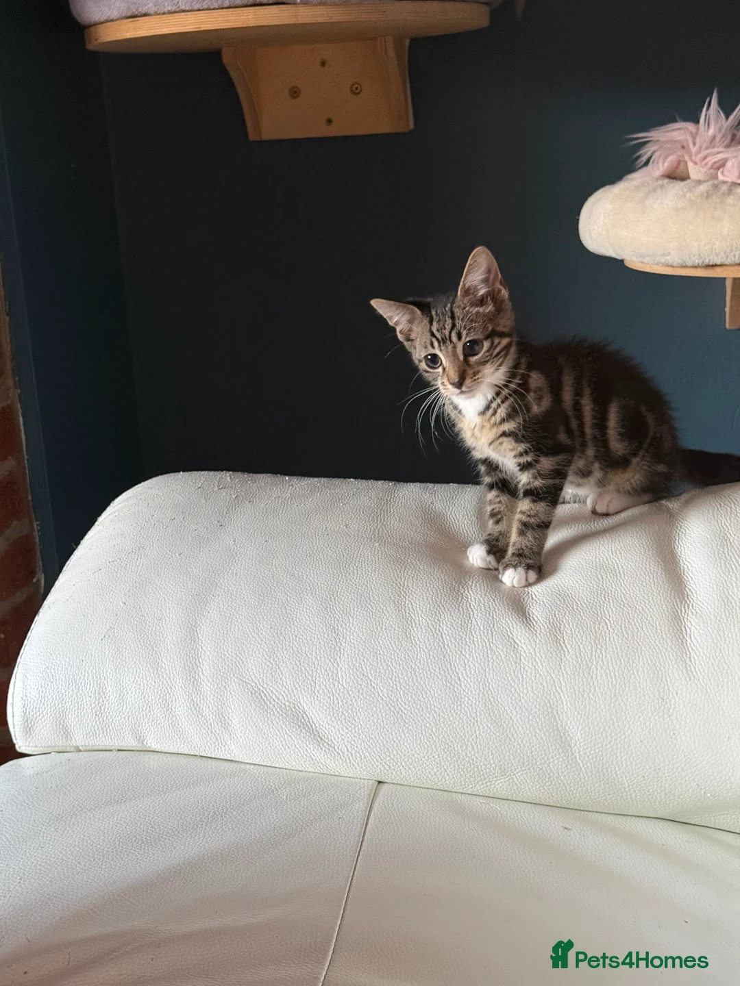 Mixed Breed cats for sale: Male kitten  - Advert 2