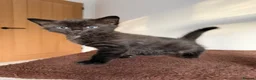 Bengal cats for sale: Beautiful Bengal Kittens - Advert 20