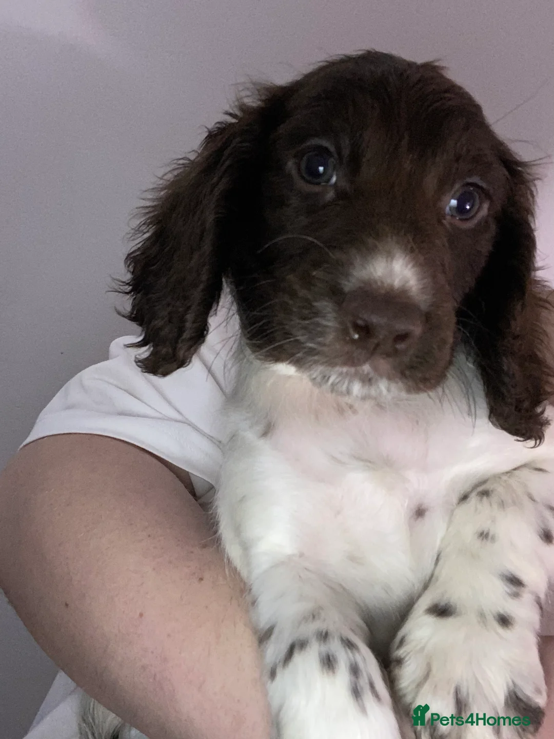 Sprocker dogs for sale: Beautiful Sprocker Puppies Ready 30th December - Advert 27