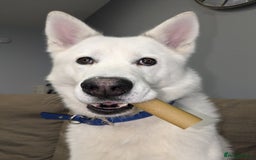 Siberian Husky dogs for stud: Siberian Husky - Image 3