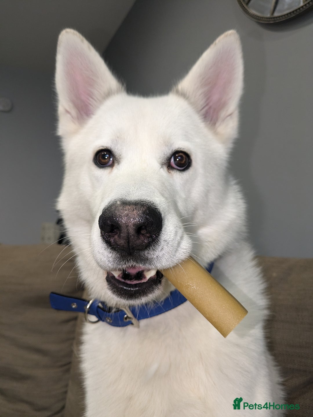 Siberian Husky dogs for stud: Siberian Husky - Image 3