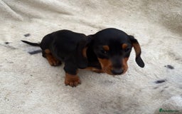 Miniature Dachshund dogs for sale: Gorgeous miniature Dachshund rainbow litter - Image 5