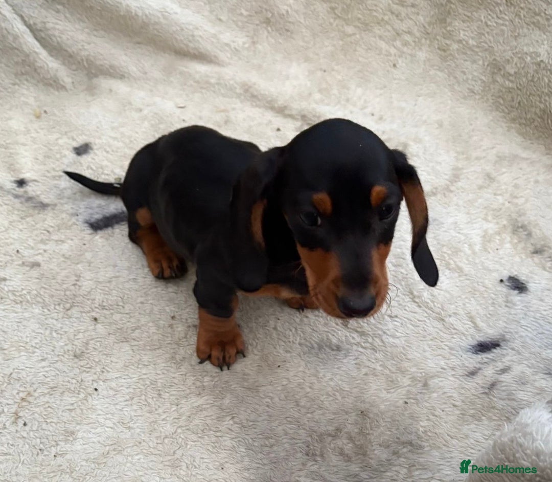 Miniature Dachshund dogs for sale: Gorgeous miniature Dachshund rainbow litter - Image 5